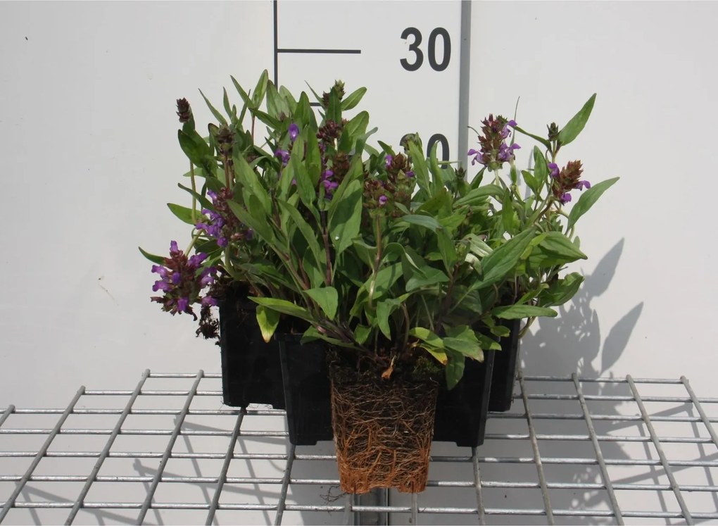 Prunella grandiflora - pot 9x9 cm -