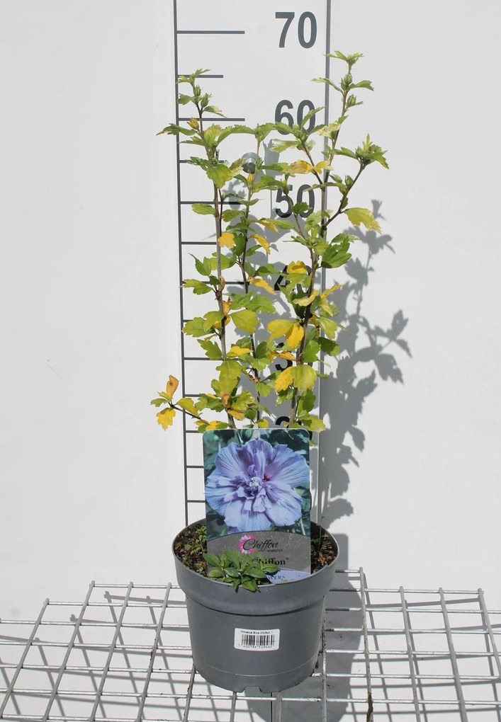 Hibiscus syriacus 'Notwood3' (Blue Chiffon) - pot - 40-60 cm