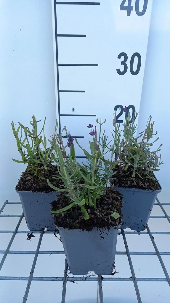 Lavandula angustifolia 'Balavurlu' (SuperBlue) - pot 9x9 cm -