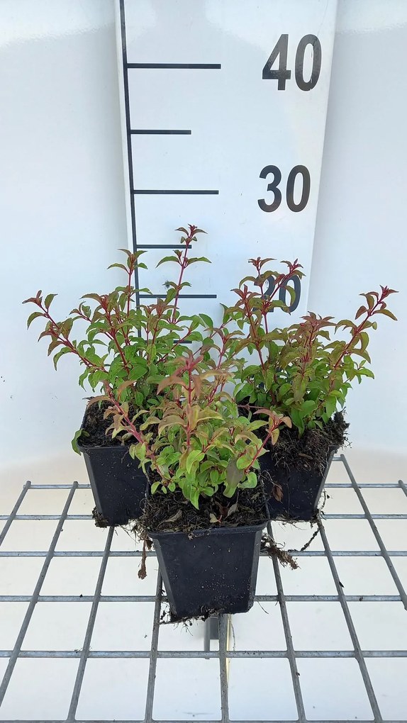 Fuchsia magellanica var. gracilis - pot 9x9 cm