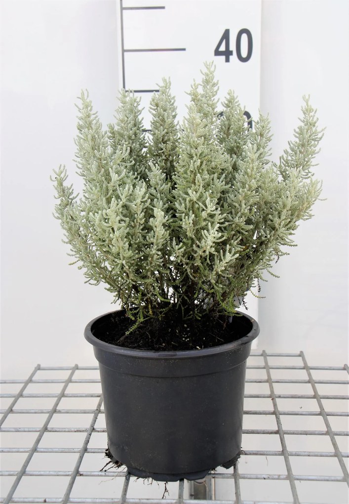 Santolina chamaecyparissus - pot 2L -