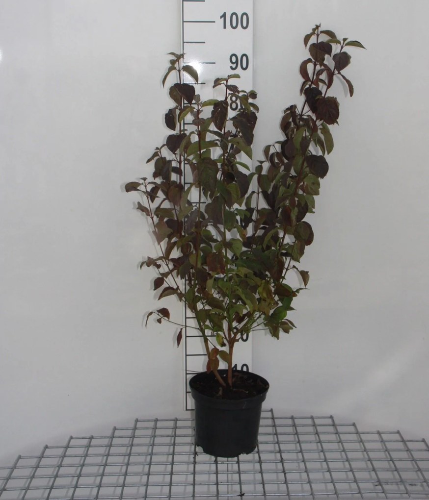 Cornus sanguinea - pot 2L - 40-60 cm