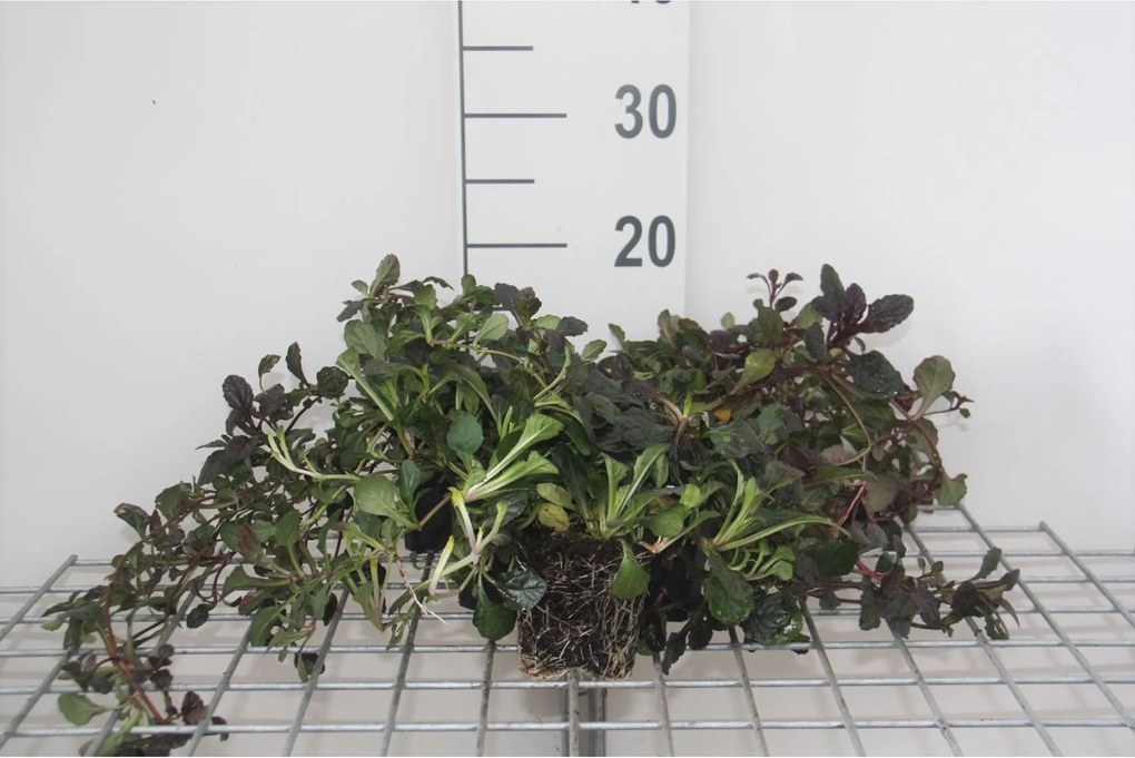 Ajuga reptans 'Atropurpurea' - pot 9x9 cm -