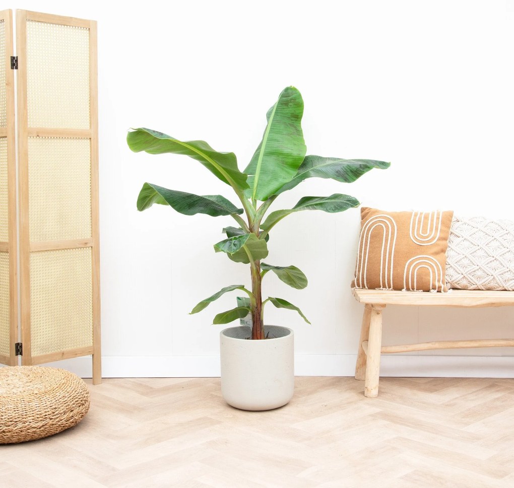 Bananenplant (Musa) - 140cm