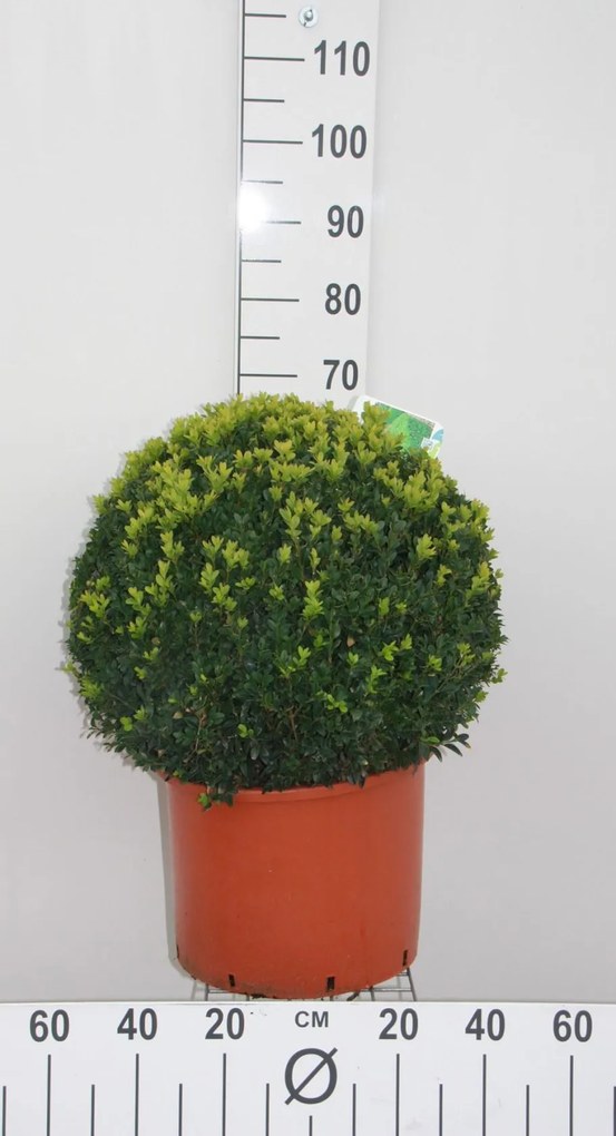 Buxus sempervirens - pot - bolvorm diameter 50+ cm