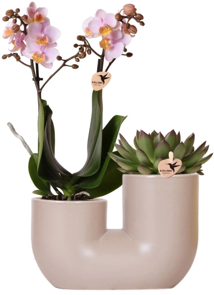 Combi deal - Orchidee Andorra + Succulent Miranda in pot Tube