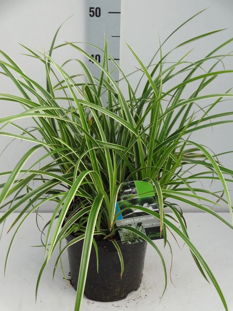 Carex morrowii'Ice Dance'- pot 3L