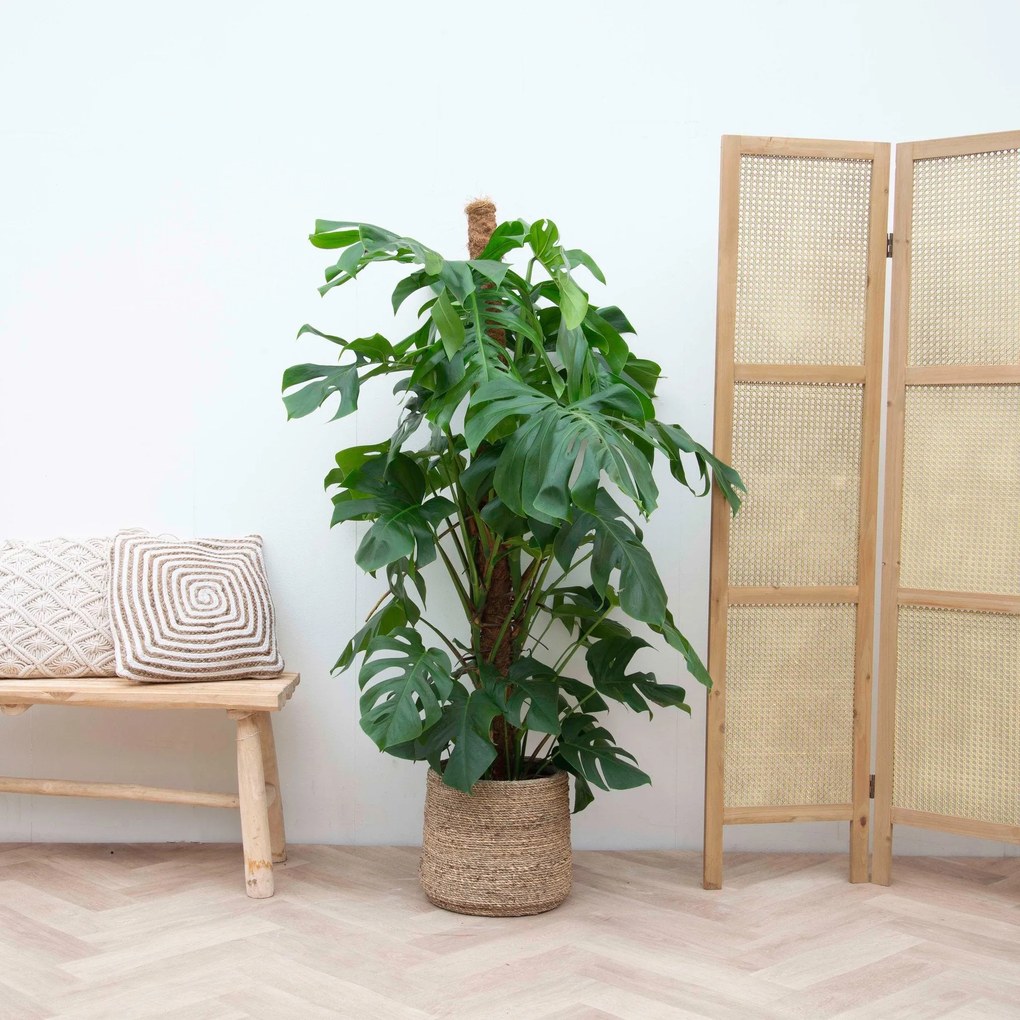 Monstera Deliciosa XXL - 140cm
