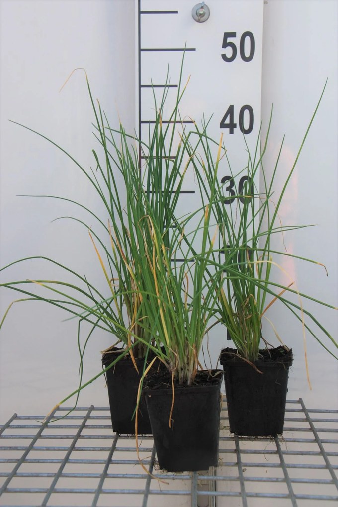 Allium sphaerocephalon - Trommelstokje - pot 9x9 cm -