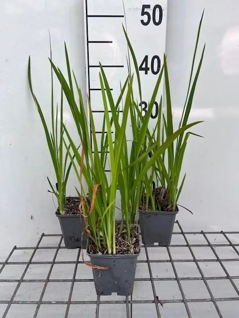 Crocosmia 'Hellfire' - pot 9x9 cm