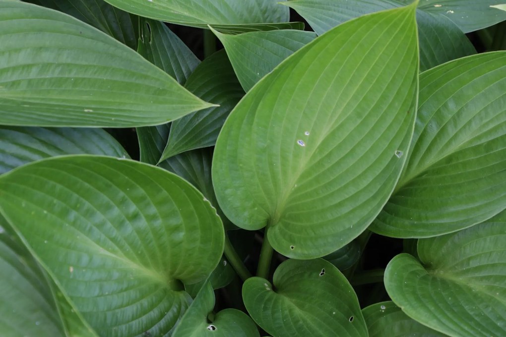Hosta 'Devon Green' - pot 9x9 cm -