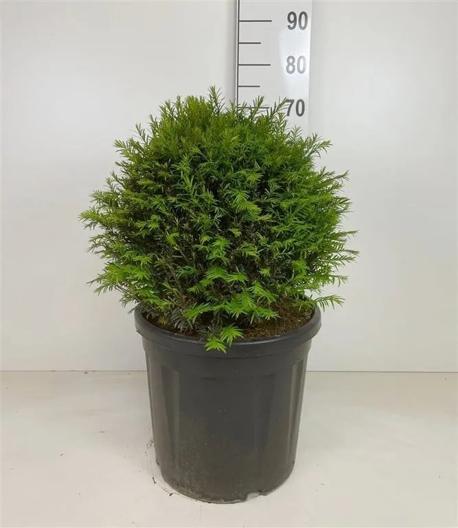 Taxus baccata - pot - bolvorm diameter 45+ cm