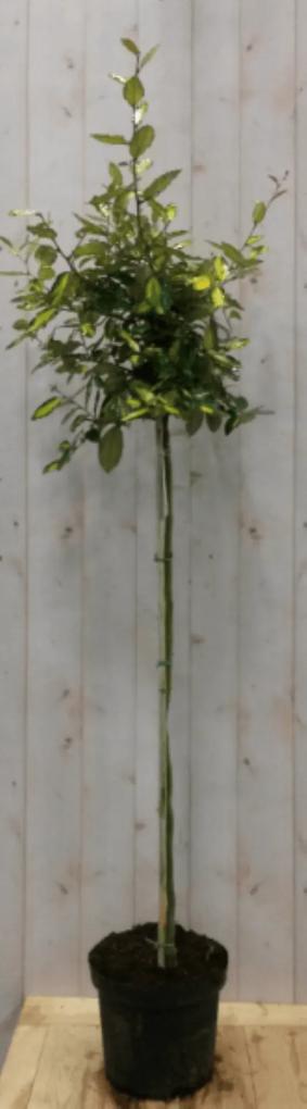Elaeagnus Olijfwilg bont blad op stam 80 cm dia 40 cm