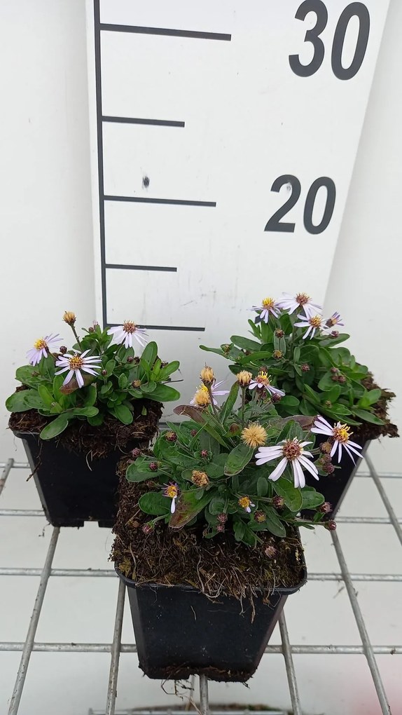Kalimeris incisa'Nana Blue'- pot 9x9 cm -
