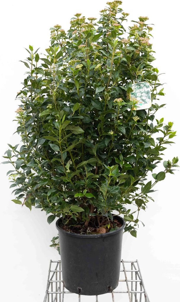 Viburnum tinus 'Eve Price' - pot 18L - 100-125 cm -