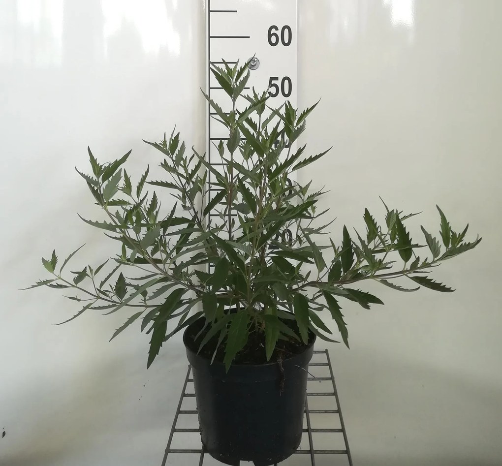 Caryopteris x clandonensis 'Heavenly Blue' - pot - 40-50 cm -
