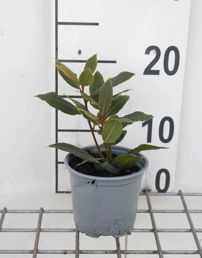 Laurus nobilis - Laurier - pot diameter 10,5 cm -