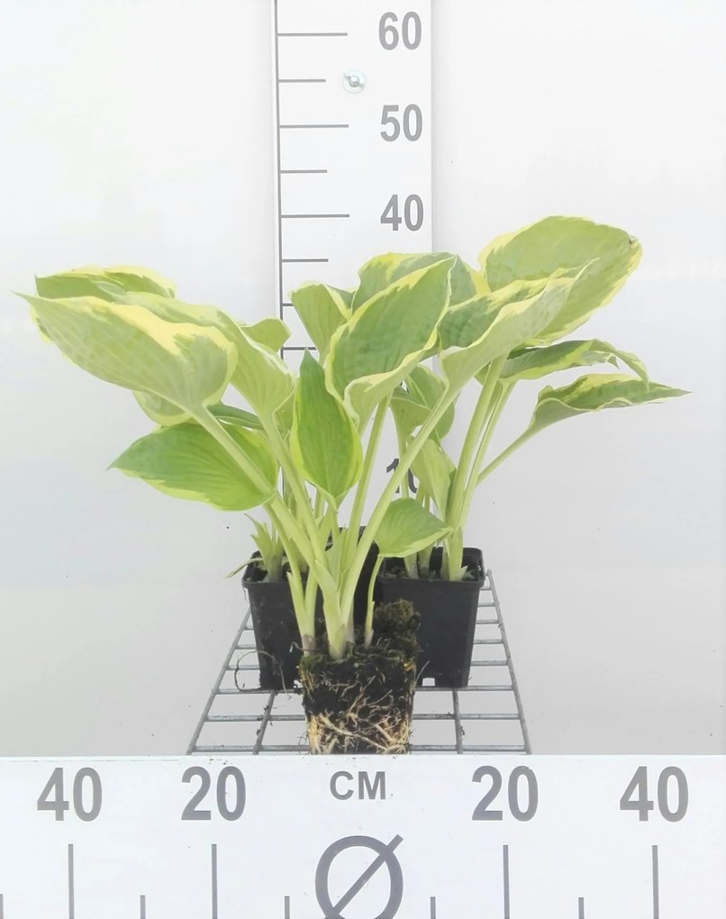 Hosta 'Aureomarginata' - pot 9x9 cm