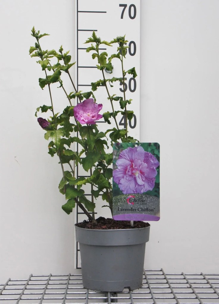 Hibiscus syriacus 'Notwoodone' (Lavender Chiffon) - pot - 40-60 cm