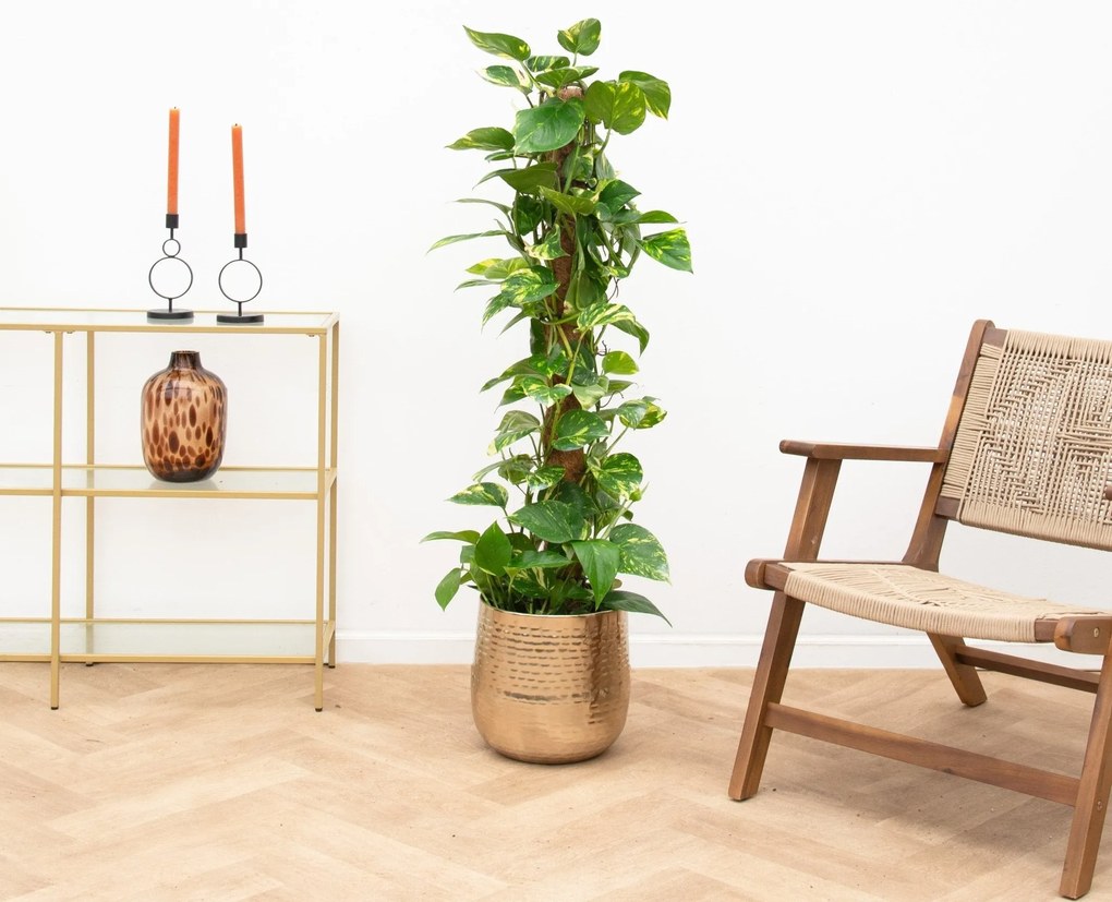 Scindapsus Epipremnum mosstok - 130cm
