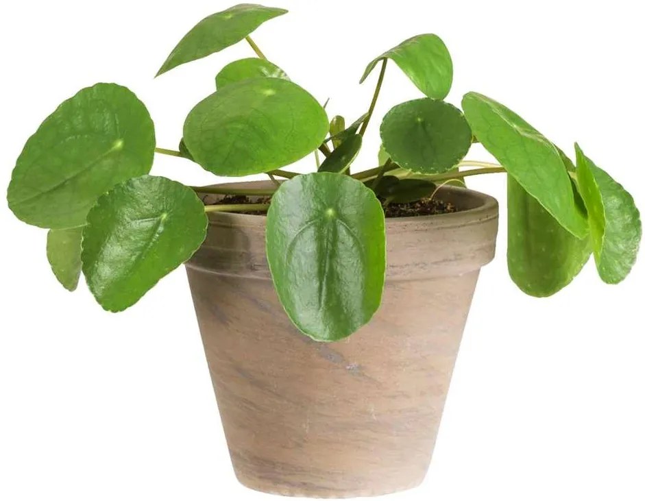 Pannenkoekplant in basalt pot - levende plant - Leen Bakker