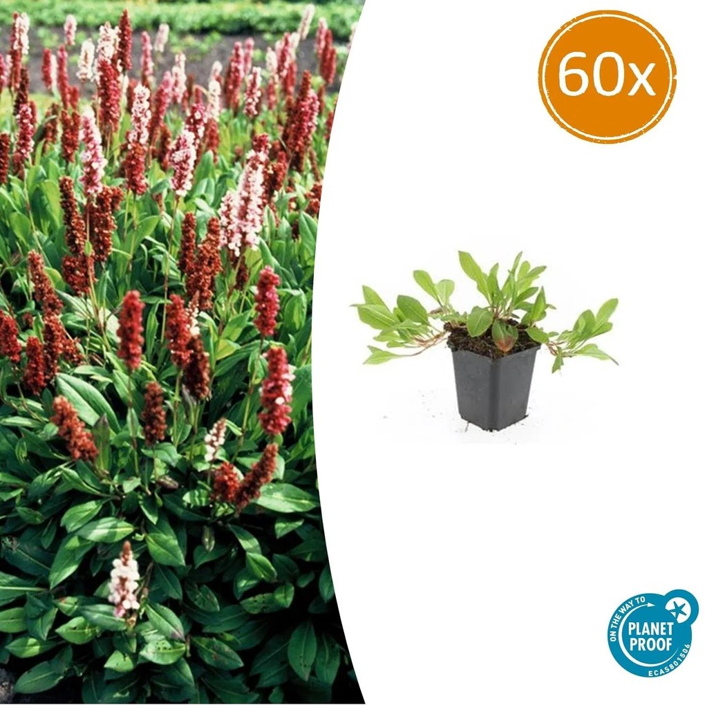Persicaria aff. 'Darjeeling Red' - 20cm