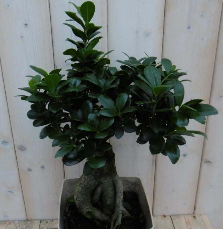 Kamerplant Bonsai Ficus Microcarpa 50 cm