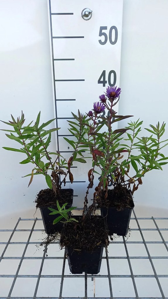 Aster novae-angliae 'Barr's Blue' - pot 9x9 cm