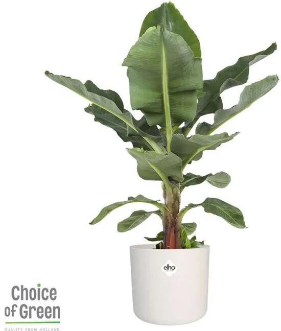 1 Musa Dwarf Cavendish Tropicana oftewel Bananenplant - Kamerplant Pot âŒ€27 cm - in ELHOÂ® B.FOR SOFT sierpot wit - Hoogte â†•80 cm