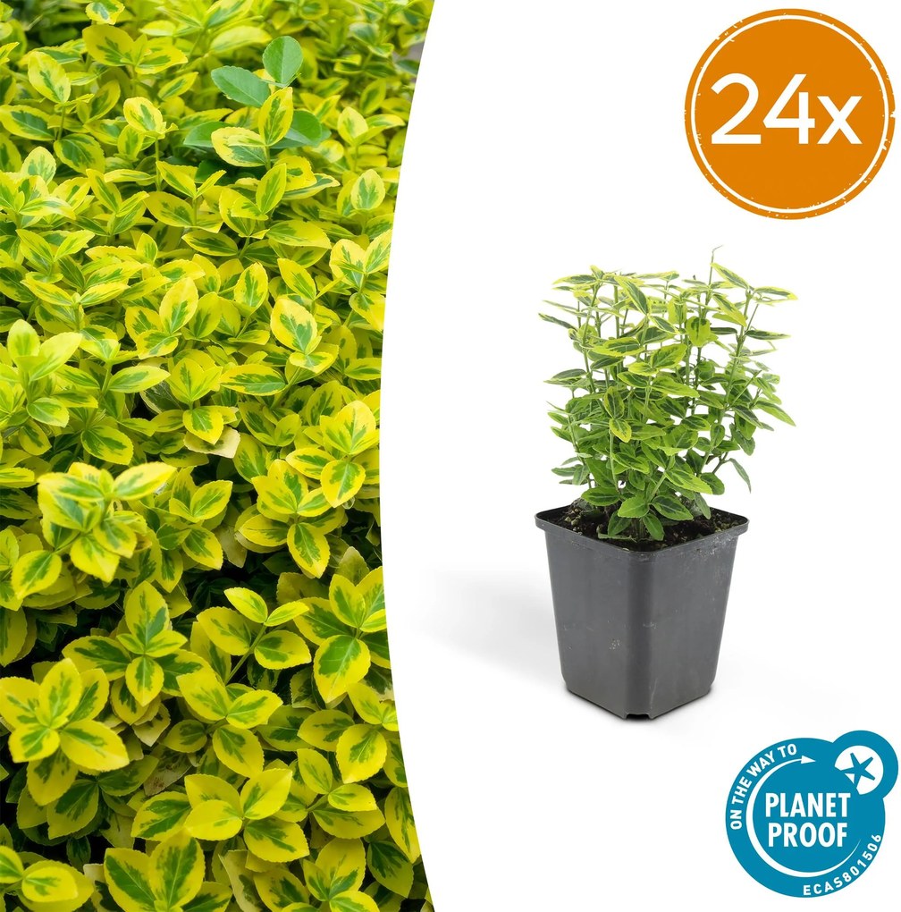 Euonymus Fortunei 'Emerald 'n Gold' - 20cm