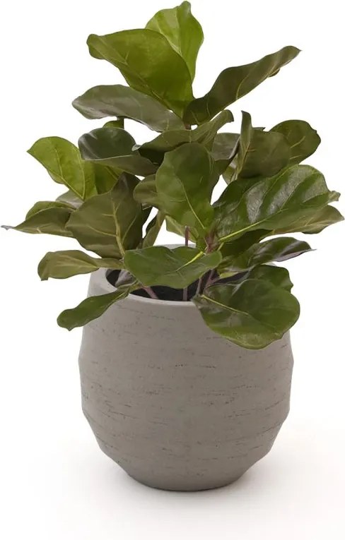 Kunstplant Designplants Luca Lifestyle | Groen Kunststof  | Inclusief bloempot | ø38x38cm | Geschikt voor buiten en binnen | Kees Smit Tuinmeubelen