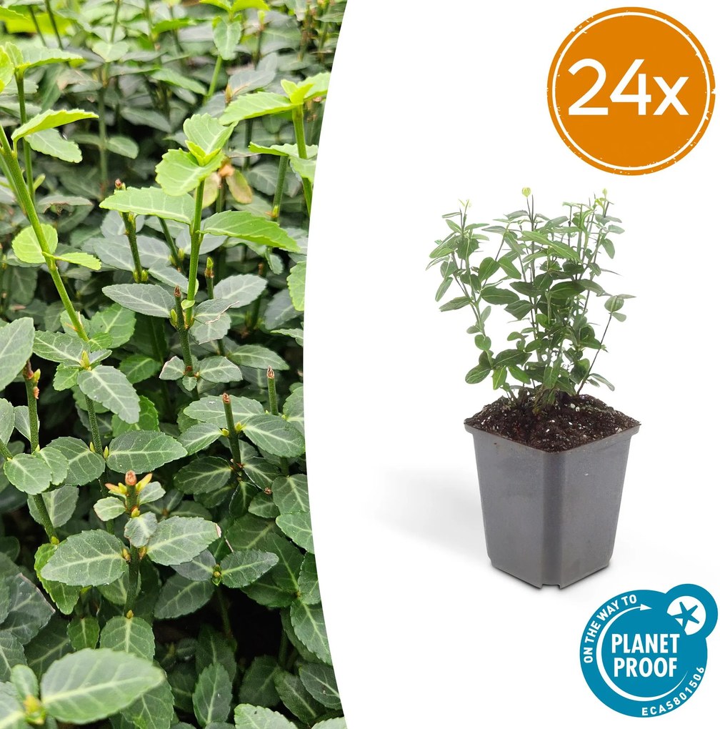 Euonymus fortunei radicans - 20cm