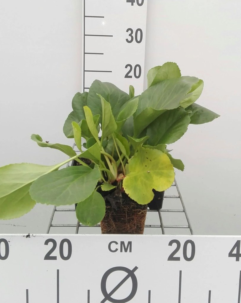 Bergenia cordifolia - pot 9x9 cm -