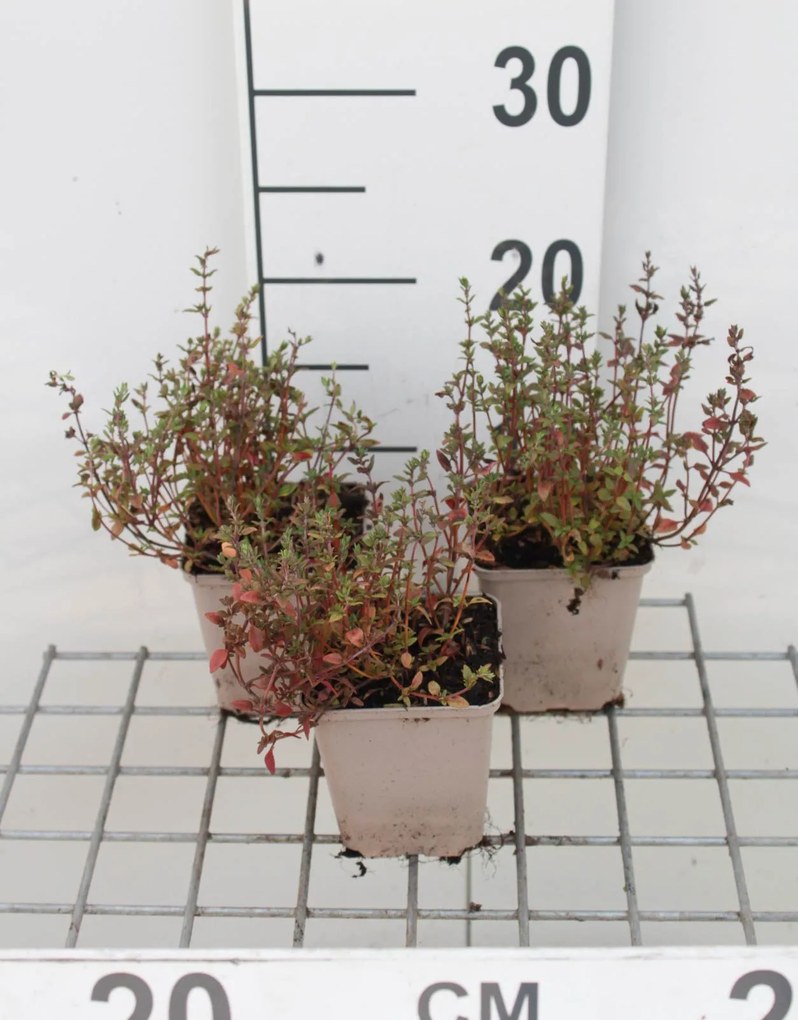 Tijm - keukentijm - pot 9x9 cm (Thymus vulgaris) -