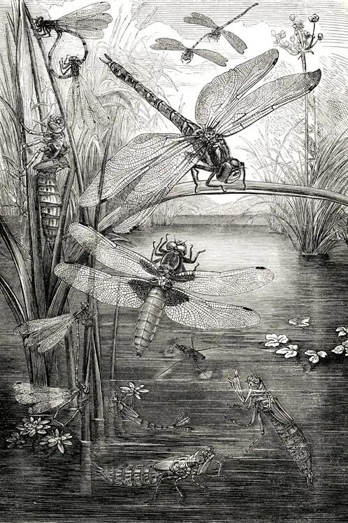 Dragonflies - L - 120 x 180 cm