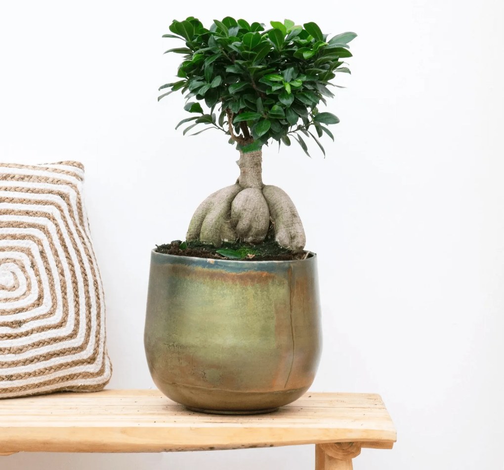 Ficus Microcarpa Ginseng - 40cm