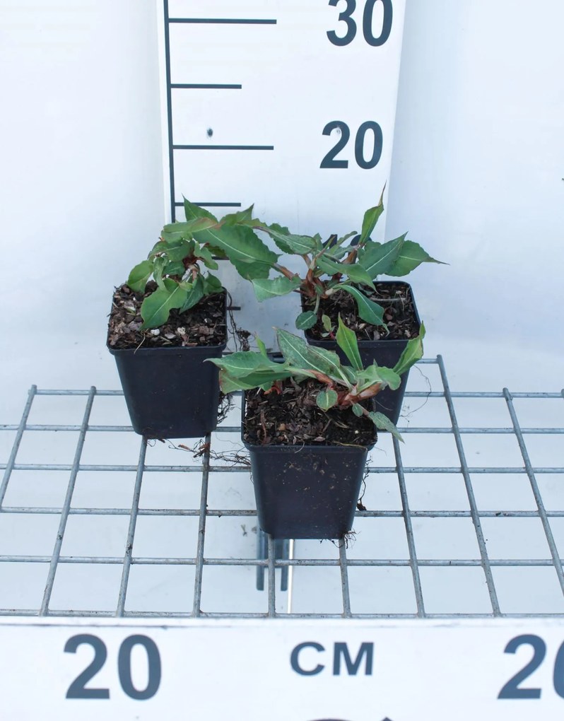 Persicaria amplexicaulis 'Fat Domino' - pot 9x9 cm