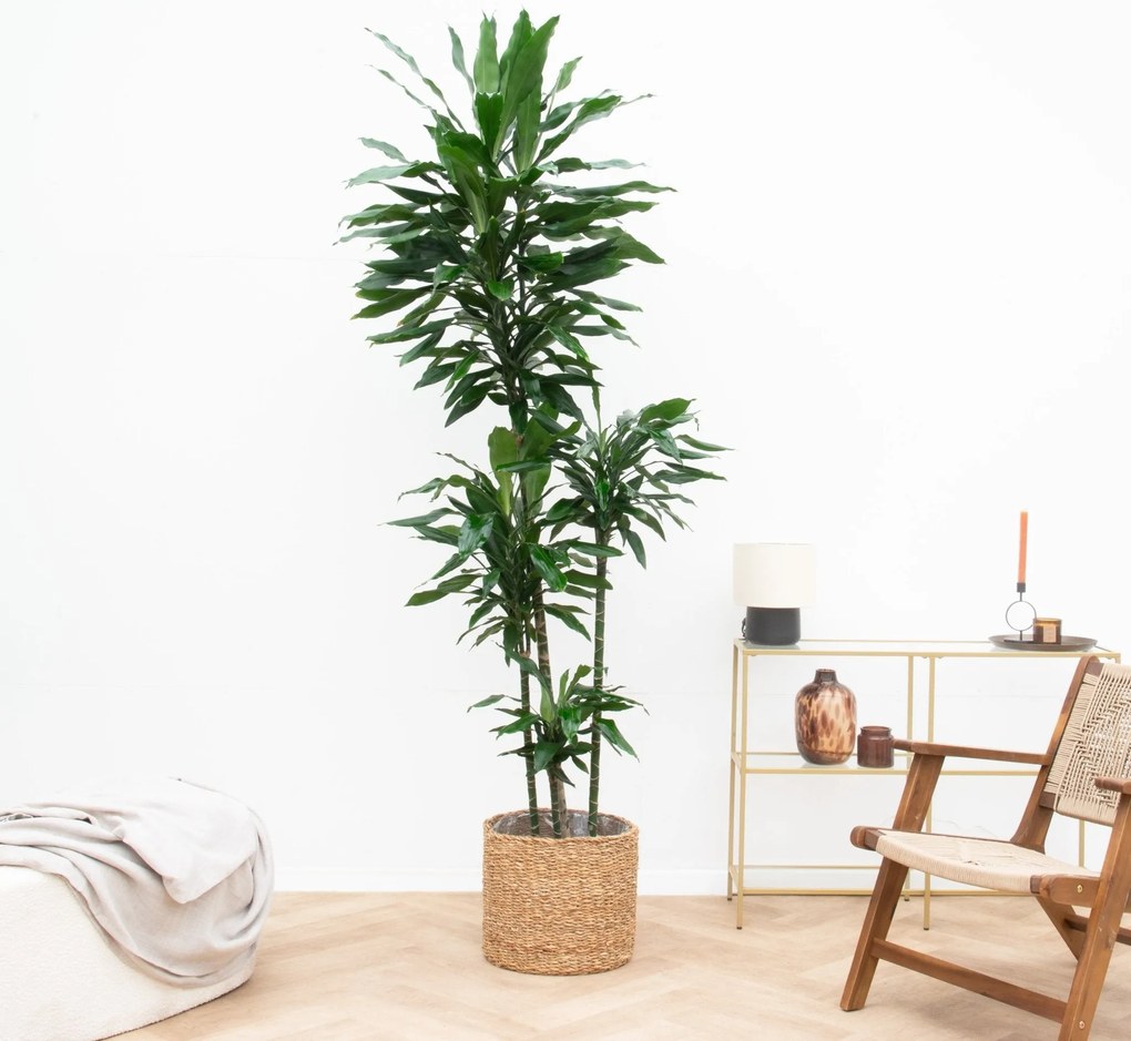 Dracaena Janet Lind XXL - 180cm