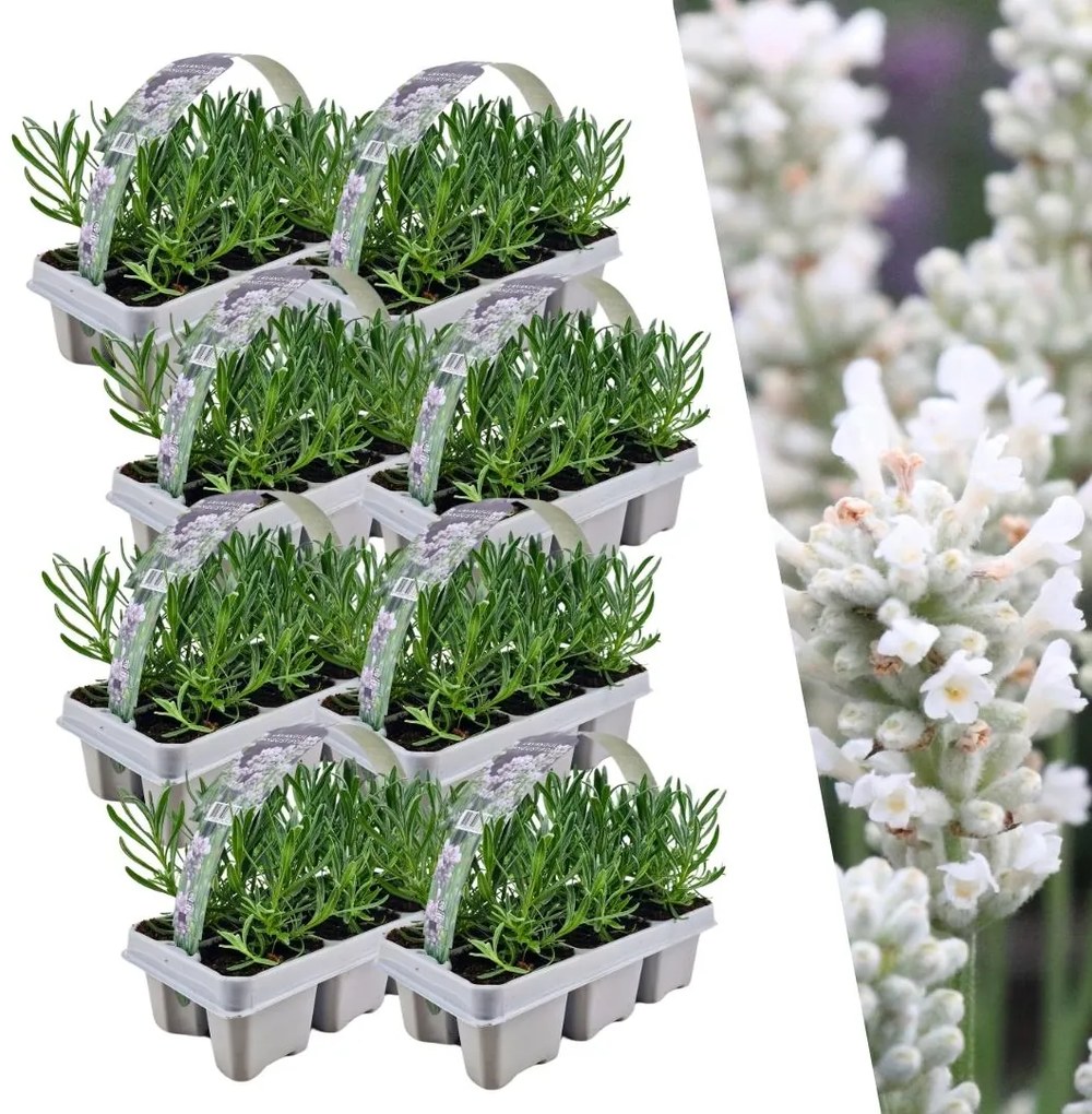Set Lavendel Angustifolia - 15 cm