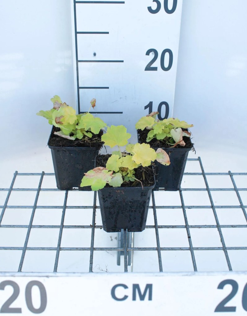 Helleborus orientalis 'Citron' - pot 9x9 cm