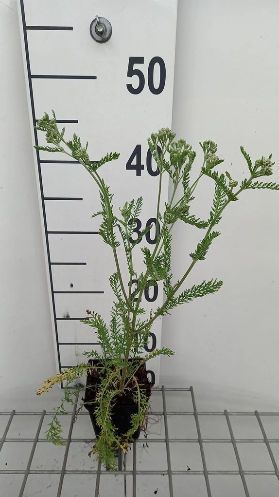 Achillea millefolium 'Red Beauty' - pot 9x9 cm