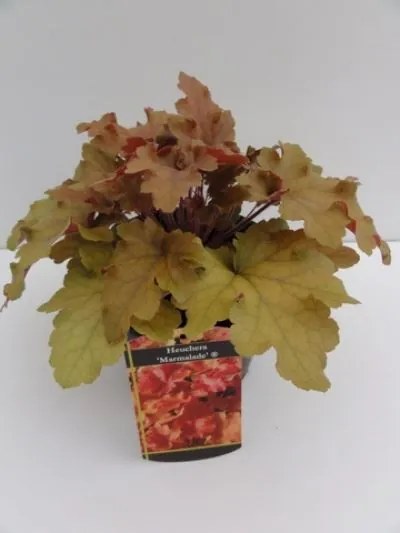Heuchera 'Marmalade' - pot 2L