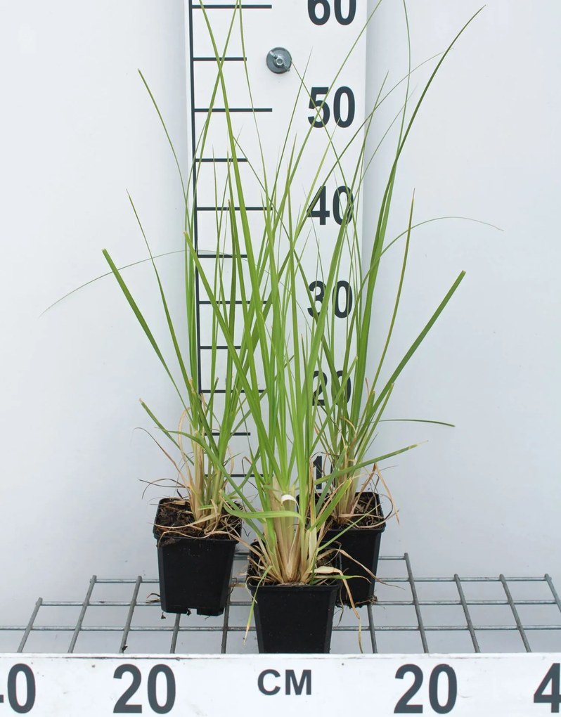 Cortaderia selloana - Pampasgras - pot 9x9 cm -