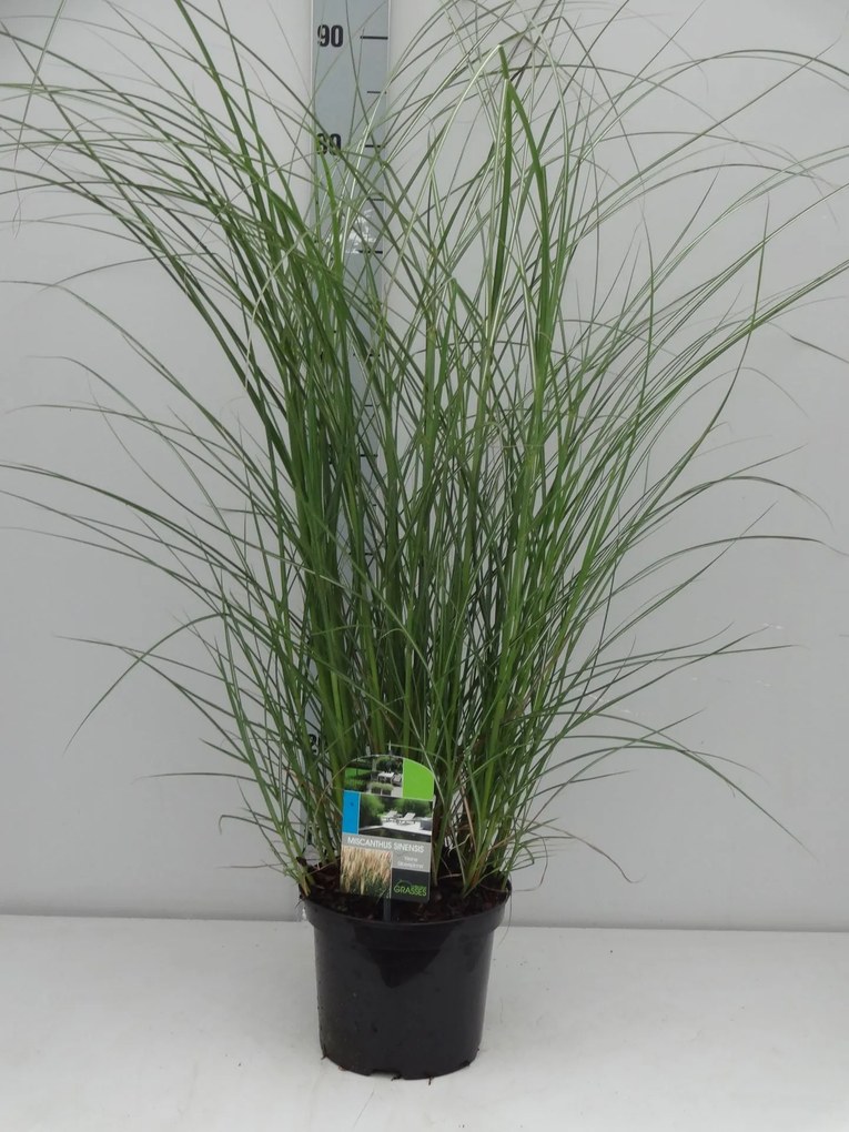 Miscanthus sinensis 'Kleine Silberspinne' - pot 3L
