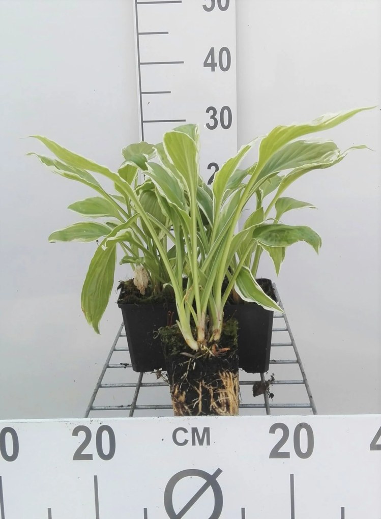 Hosta 'Undulata Albomarginata' - pot 9x9 cm