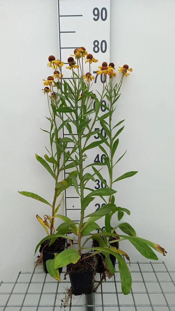 Helenium 'Wesergold' - pot 9x9 cm -