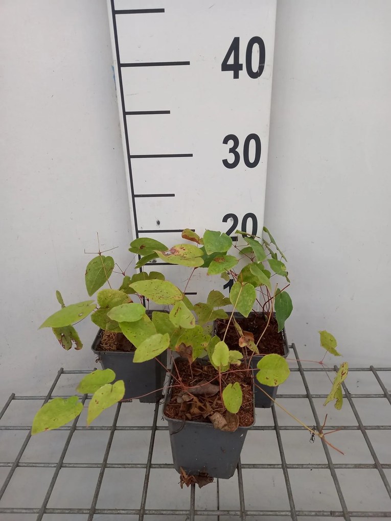 Epimedium pinnatum 'Black Sea' - pot 9x9 cm