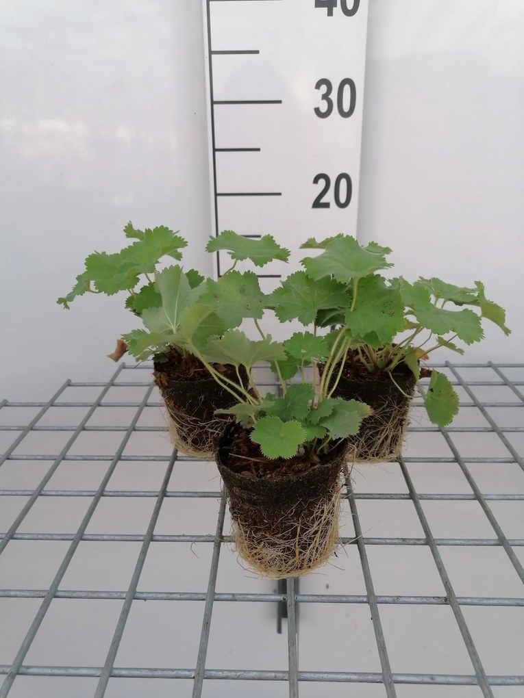 Alchemilla mollis - biopot diameter 8 cm