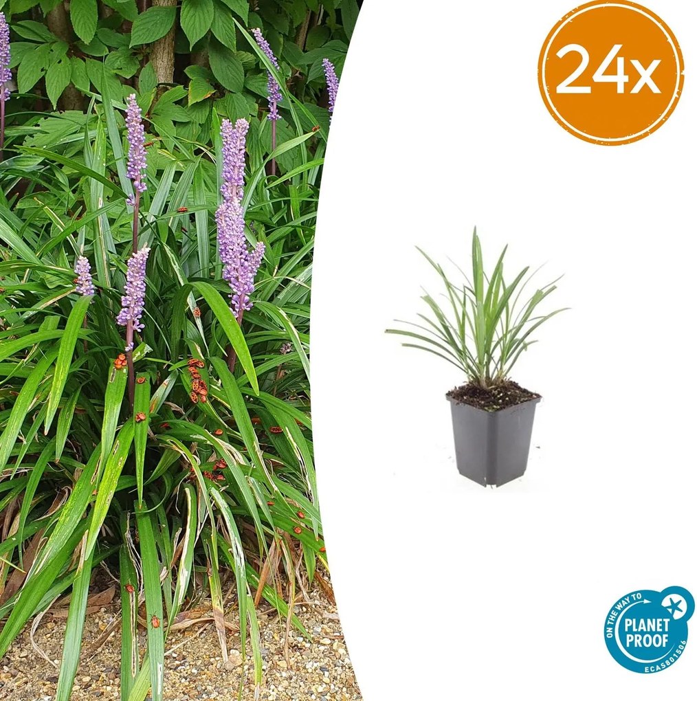 Liriope Muscari 'Ingwersen' - 20cm