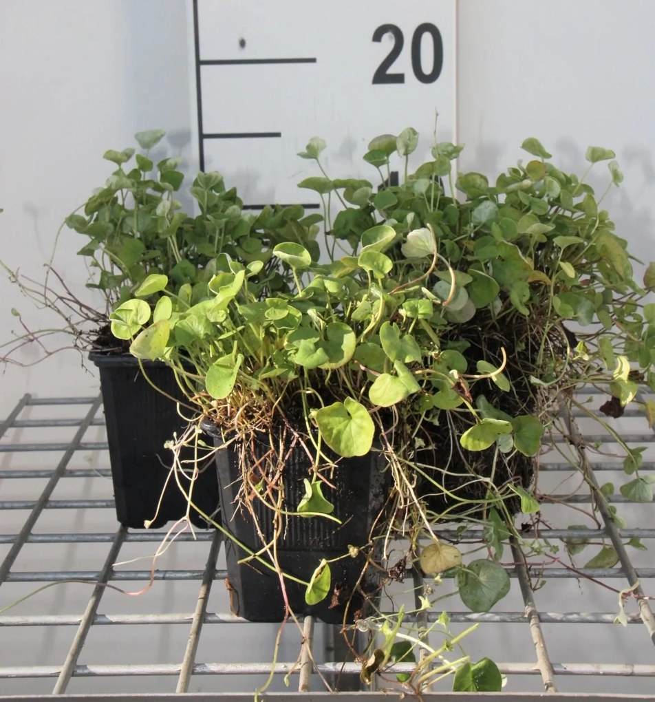 Dichondra sericea 'Emerald Falls' - pot 9x9 cm